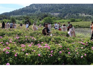 Uluslararası Isparta Gül Festivali gül hasadıyla renklendi