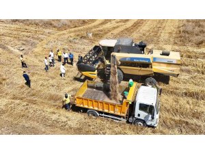 Tarsus’ta yerli tohum buğday hasadı yapıldı