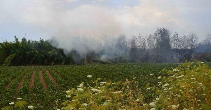 Antalya’da çıkan yangın ağaçlara sıçradı, vatandaş korkuya kapıldı