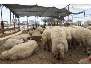 Çukurova’da kurban satış alanları denetleniyor