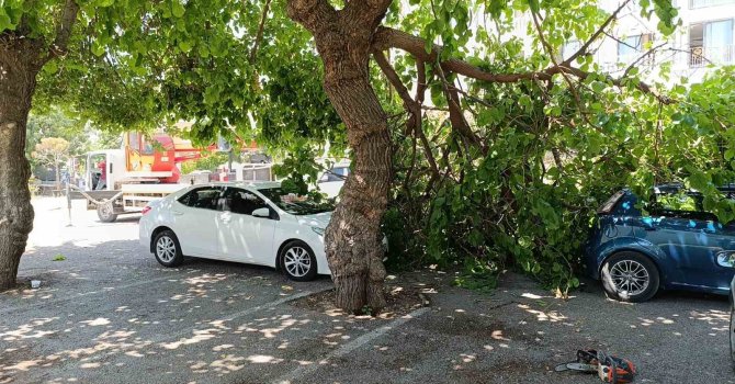 Dut ağacının kırılan dalı otomobillerin üzerine düştü