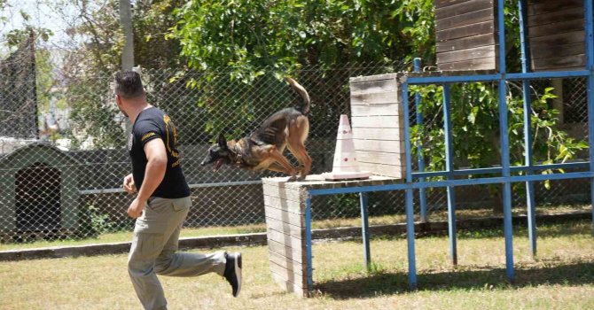 Antalya’da para ve madde kokusuna duyarlı köpekler operasyonların kurtarıcısı