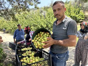 Kavurucu sıcakta zorlu hasat: Kayısı tarladan 25 TL ile 30 TL arasında alıcı buluyor