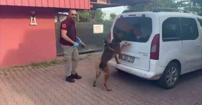 Torbacılar yakalanınca “Kraliçe arı” taşıdıklarını söyledi