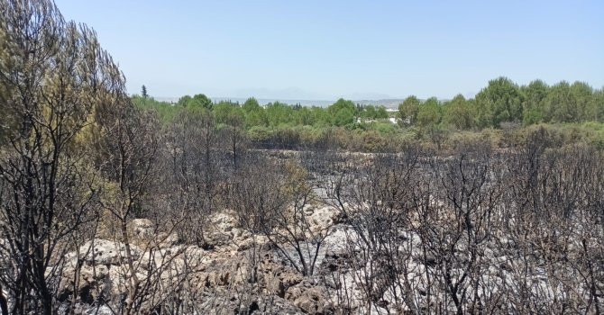 Antalya’da orman yangınında 2 hektar alan zarar gördü