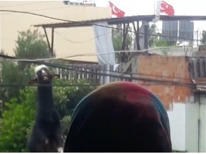 Adana’da damdan atlayan kurbanlık keçi elektrik tellerine takılı kaldı