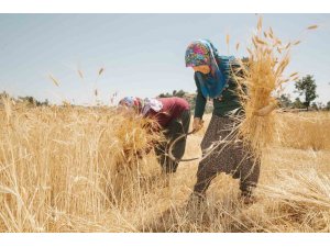 Mersin’de ata tohumlarının hasadına başlandı