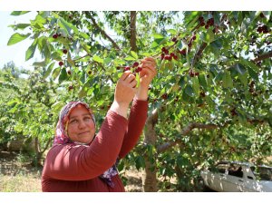 Lezzeti ülke sınırlarını aşan Saimbeyli kirazı tescil bekliyor