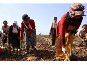 Kahramanmaraş’ta hasadın tamamlandığı tarım arazileri ikinci ürünle buluşturuluyor