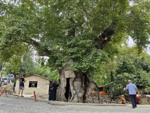 3 bin yıllık olduğuna inanılan abide çınar ağacı, dev cüssesiyle ilgi uyandırıyor