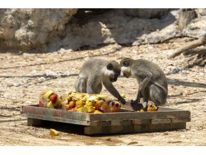 Doğa Parkı’ndaki hayvanlar buzlu meyve ile serinletiliyor