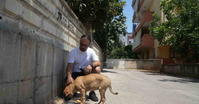 Sokak köpeğine şiddete şahit oldu, üzerine kayıtlı olmadığı için şikayetçi olamadı