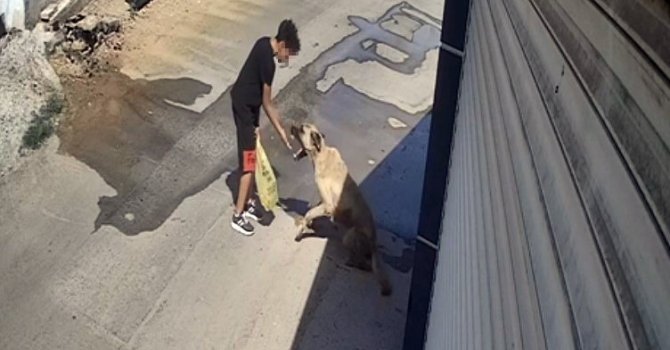 Beslediği sokak köpeği küçük çocuğa saldırdı, elini zor kurtardı