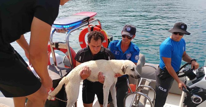 Deniz polisinden yürekleri ısıtan sokak köpeği kurtarma görevi