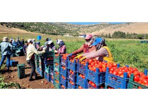 Kahramanmaraş’ta bin 700 dekar açık alanda domates üretimi yapılıyor