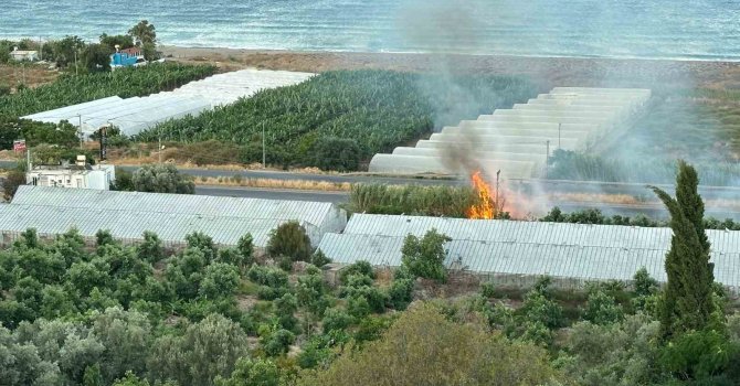 Avokado ağaçları yangında zarar gördü