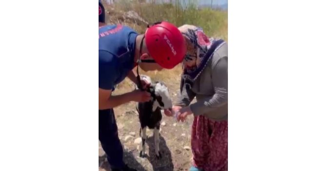 Kuyuya düşen keçi kurtarıldı