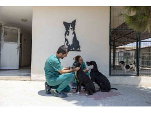 Veteriner hekim Benli: "Geçen yıl 6 bin patili dostumuzu kısırlaştırdık"