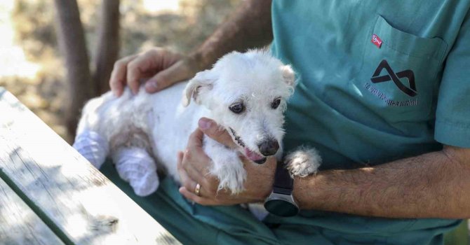 Polis ve itfaiye kurtarmıştı: Ayakları kesilen köpek sağlığına kavuştu