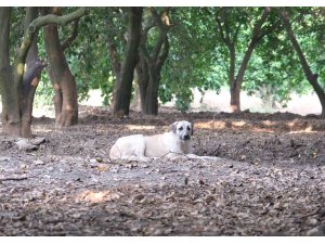 Köpeklerin çocuğu yaraladığı bahçede başıboş köpekler hala duruyor