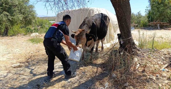 Antalya’da ahır yangını: 3 inek, 12 keçi telef oldu