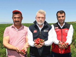 Maraş biberinde hasat dönemi başladı