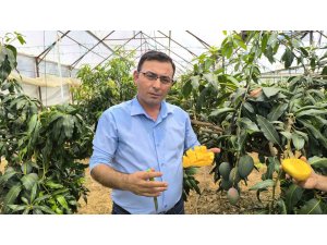 Alanya’da mango hasadı başladı