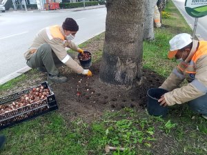 Büyükşehir 161 bin adet lale, sümbül, çiğdem soğanını toprakla buluşturdu