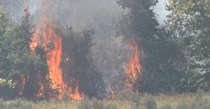 Altınözü’nde çıkan zeytinlik yangını itfaiye ekiplerin müdahalesiyle söndürüldü