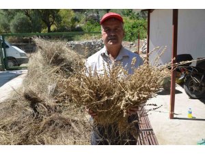 Torosların şifa dağıtan adamı