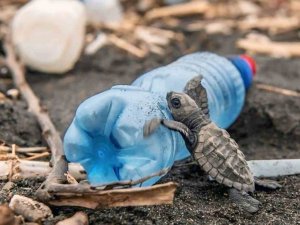 Caretta carettaların plastiklerle mücadelesi