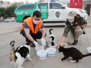 Büyükşehir ve Emniyet sokak hayvanlarını besledi