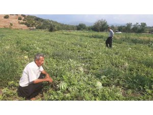 Karpuz tarlasını hasat etmeye giden çiftçiye ‘Karga’ şoku