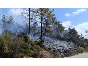 Antalya’da tarım arazisi yandı, 3 sera zarar gördü