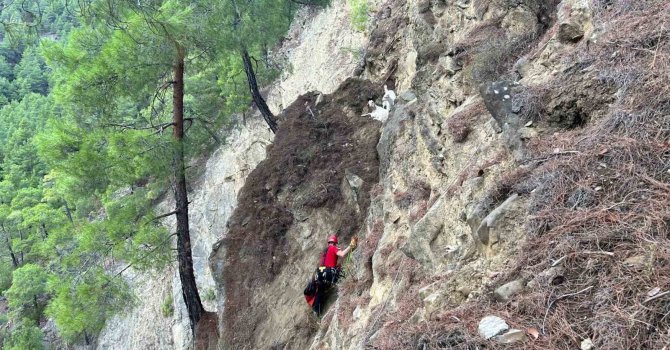 Dağda mahsur kalan keçileri jandarma kurtardı