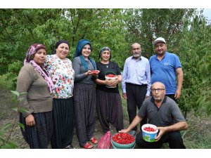 Toroslar’da yetişen şifalı kızılcık kirazının hasadı başladı