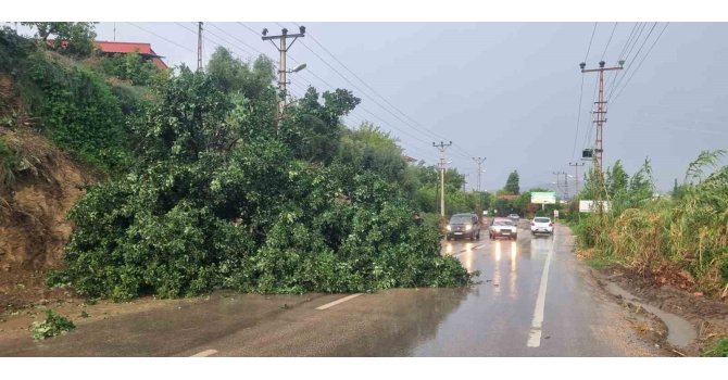 Adana’da fırtına ağaç devirdi