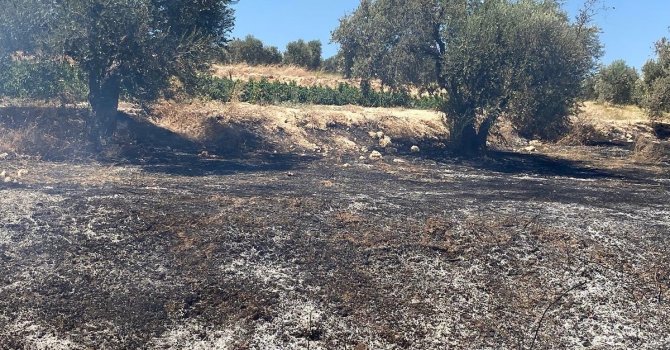 Hatay’da zeytinlik alanda çıkan yangın söndürüldü