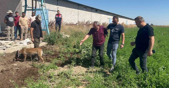 Dayısını öldürüp gömdü başında ağladı