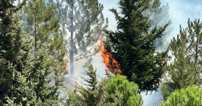 Kahramanmaraş’ta Şehitler Koruluğu’nda çıkan yangın söndürüldü