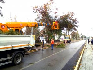 Büyükşehir fırtınadan devrilen ağaçlara müdahale etti