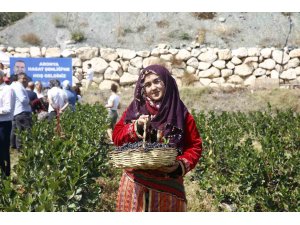 Antalya’da aronya hasadı başladı