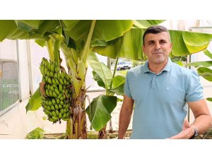 Manavgat’ta hobi bahçesinde zeytin ve muz hasadı