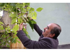 Küresel ısınma cevizi de vurdu