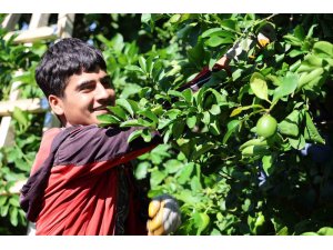 Kozan limonu Avrupa ve Asya ülkeleri için tırlara yüklendi