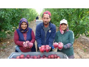 Türkiye’nin elma bahçesi Isparta’da hasat başladı