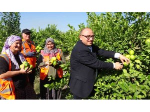 Yılda 1 milyon tondan fazla üretiliyor: Limonun başkentinde hasat başladı