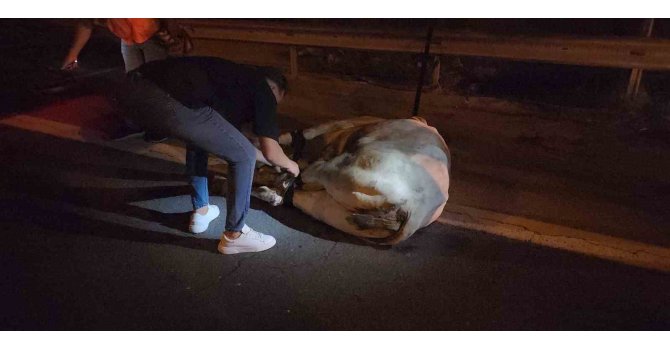 Tırdan kaçarak otoyolda trafiği durduran angus, iğneyle vurularak yakalandı