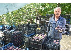 Antalya’da Bursa siyah incir hasadı tamamlandı