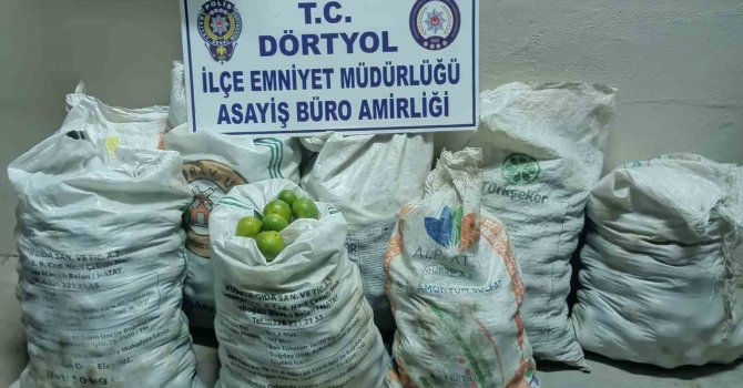 Narenciye bahçesinden 350 kilo mandalina çalan 2 şahıs tutuklandı